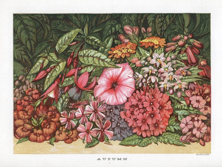 Picture of 1866 VOL. 22 - AUTUMN FLOWERS