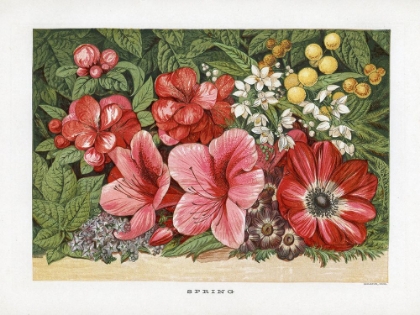 Picture of 1866 VOL. 22 - SPRING FLOWERS
