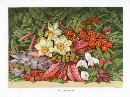 Picture of 1866 VOL. 22 - WINTER FLOWERS