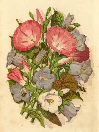 Picture of 1867 VOL. 23 - MORNING GLORY