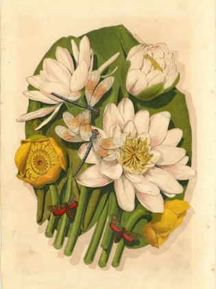 Picture of 1867 VOL. 23 - WATER-LILIES