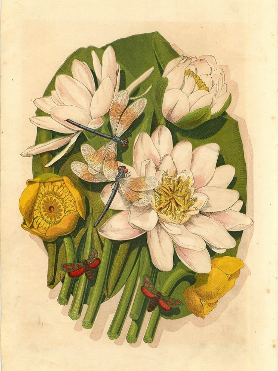 Picture of 1867 VOL. 23 - WATER-LILIES