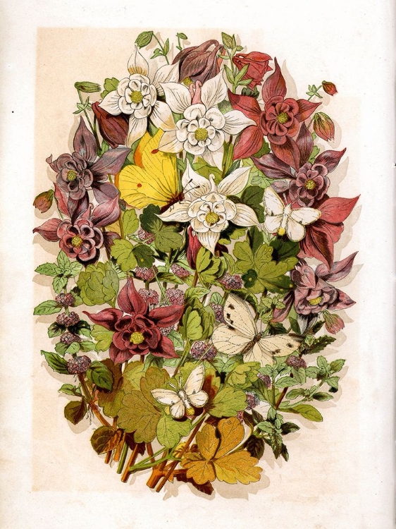 Picture of 1868 VOL. 24 - FLOWERS AND BUTTERFLIES