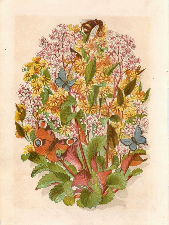Picture of 1868 VOL. 24 - FLOWERS, BUTTERFLIES AND BEE