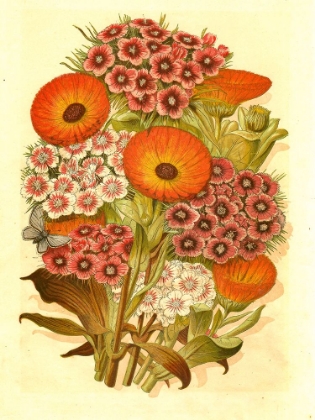 Picture of 1868 VOL. 24 - SWEET WILLIAM POSY