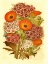 Picture of 1868 VOL. 24 - SWEET WILLIAM POSY