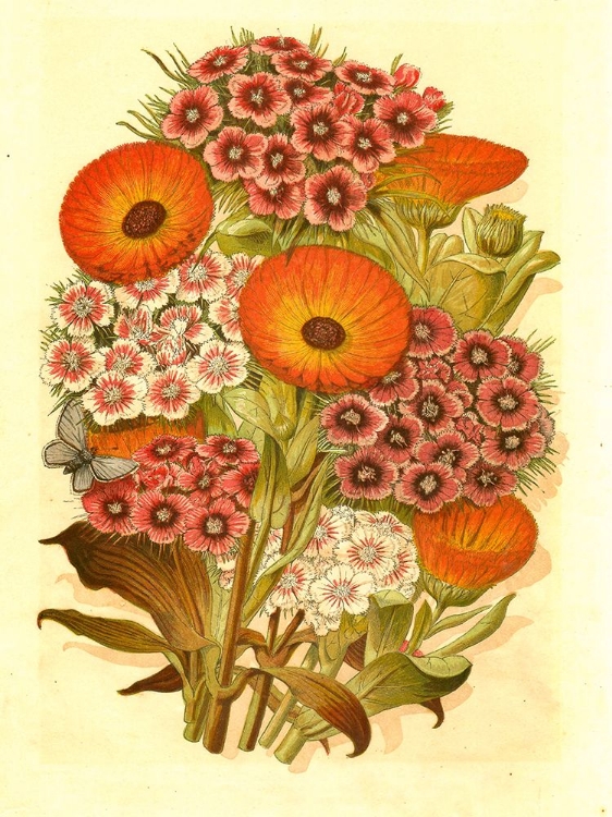 Picture of 1868 VOL. 24 - SWEET WILLIAM POSY