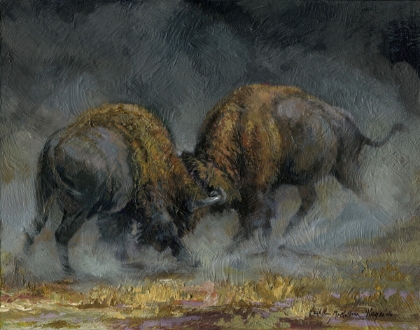 Picture of Buffalo Fighting