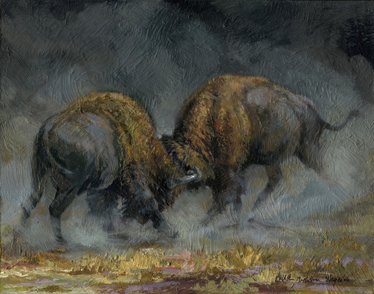 Picture of Buffalo Fighting