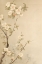 Picture of GOLDEN BLOSSOMS III