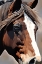 Picture of HORSE PORTRAIT 2