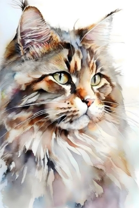 Picture of MAINE COON CAT
