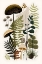 Picture of MUSHROOM AND FERN BOTANICAL 7