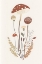 Picture of MUSHROOM FOLK 4