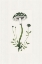 Picture of MUSHROOM FOLK 5