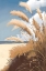 Picture of SEA GRASS