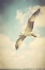 Picture of SOARING 2