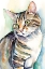 Picture of TABBY CAT 2