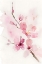 Picture of WATERCOLOR BLOSSOM 8