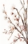 Picture of WATERCOLOR BLOSSOM 11