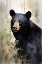 Picture of WILDERNESS BEAR 3