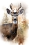 Picture of WILDERNESS DEER 4