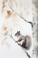 Picture of WOODLAND SQUIRREL