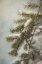 Picture of EVERGREEN NEEDLES W SNOW