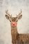 Picture of RUDOLPH