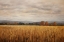 Picture of FALL WHEAT FIELD I