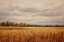 Picture of FALL WHEAT FIELD II