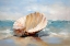Picture of SHORE SHELL 2